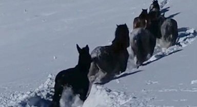Karda mahsur kalan at ve katırlar güvenlik korucuları tarafından kurtarıldı
