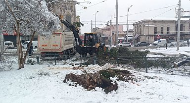 Karın ağırlığına dayanamayan ağaçlar devrildi