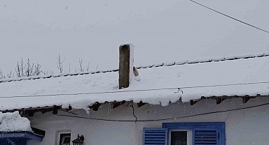 Karla kaplı çatıda mahsur kalan minik köpek kurtarıldı