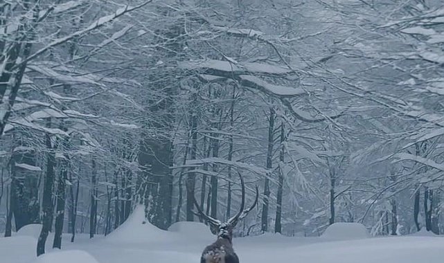 Karla kaplı Kartepe'de kızıl geyik güzelliği