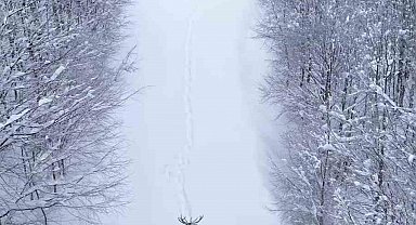 Karların arasında süzülen kızıl geyik havadan görüntülendi