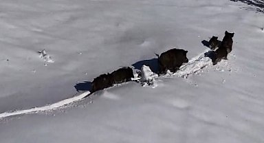 Karlı arazide ilerleyen domuz sürüsü havadan görüntülendi