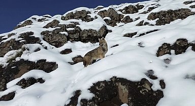 Karlı dağlık alanda yiyecek arayan kurt dronla görüntülendi