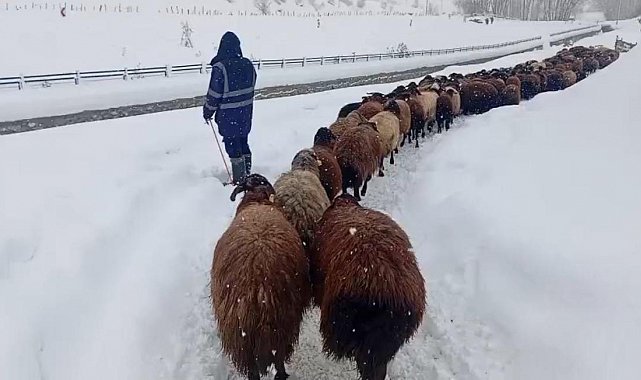 Karlıova'da besicilerin zorlu kış mesaisi