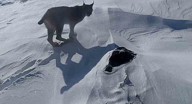 Karlıova'da nesli tükenme tehlikesi altındaki vaşak görüntülendi