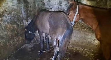 Kars'ta 15 atı ayaklarından vurdular