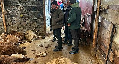 Kars'ta kurt dehşeti: Aç kurtlar 130 koyunu telef etti