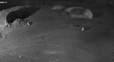 Kars'ta kurtlar köpeği götürdü