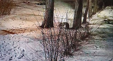 Kars'ta site bahçesinde oyuncu tilkiler görüntülendi