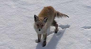Kars'ta tilkinin dronla imtihanı: Önce baktı, sonra hızla kaçtı