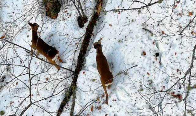 Kastamonu'da kar altındaki karacalar dron ile görüntülendi