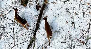 Kastamonu'da kar altındaki karacalar dron ile görüntülendi