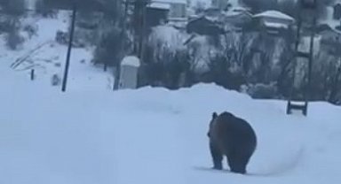 Kastamonu'da kış uykusuna yatamayan bozayı kamerada