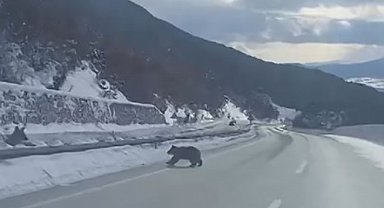 Kastamonu'da ormanlık alanda karda ilerleyemeyen bozayı güldürdü