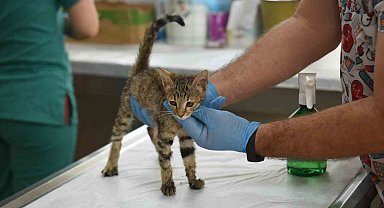 Kepez'in şefkat eli 2025'te binlerce can dosta uzandı