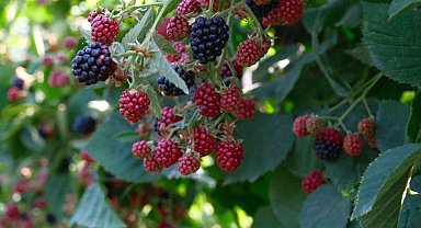 Kestel'de ahududu ve böğürtlen üretimi Sırbistan modeliyle artırılacak