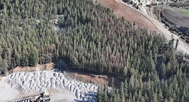 Kilis'te Akdeniz çam kabuk böceğine karşı biyoteknik mücadele