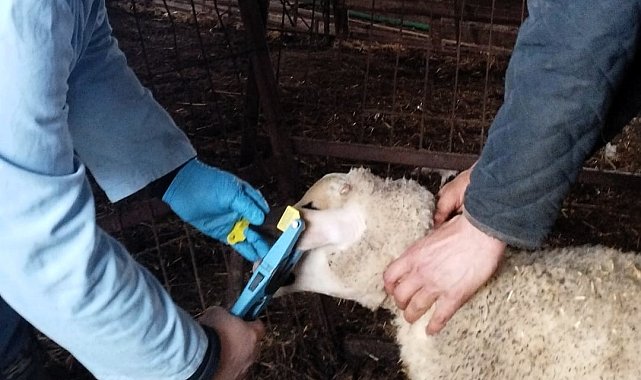 Kırklareli'nde küpe takılan damızlık kuzular aşılanıyor