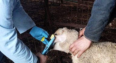 Kırklareli'nde küpe takılan damızlık kuzular aşılanıyor