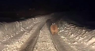 Kış uykusuna yatmayan ayı böyle görüntülendi