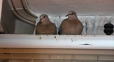 Kışın ortasında balkon camını kapatmıyorlar, nedeni ise çifte kumrular