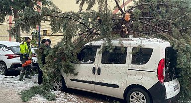 Kökünden sökülen ağaç park halindeki aracın üzerine devrildi