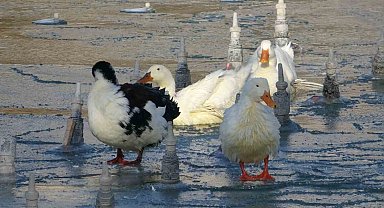 Konya'da soğuktan süs havuzları buz tuttu