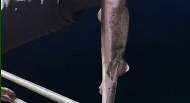 Köpekbalıkları Karadeniz'de ağlardan sonra balıkçıların oltalarına da takılmaya başladı