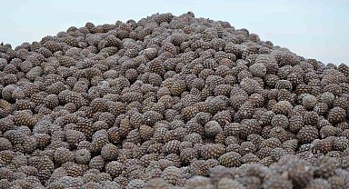 Kozalak işleme tesislerinde yoğun mesai dönemi