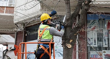 Küçükçekmece'de budanan ağaçlar, ihtiyaç sahiplerine yakacak oluyor