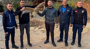 Kumluca'da yaralı atmaca tedavisi sonrası doğaya bırakıldı