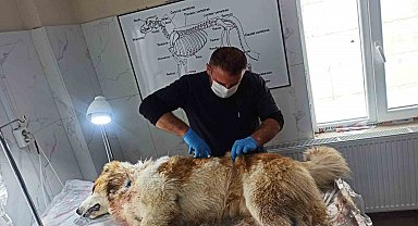 Kurdun saldırısına uğrayan köpek yaralandı