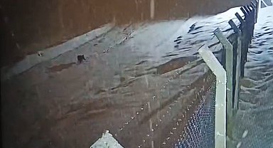 Kurtalan'da köye inen kurt güvenlik kamerasına yansıdı