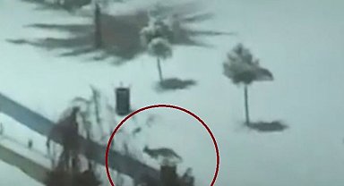 Kurtalan'da tilkiler şehir merkezine indi