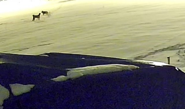 Kurtlarla dövüşen köpekten geriye postu kaldı