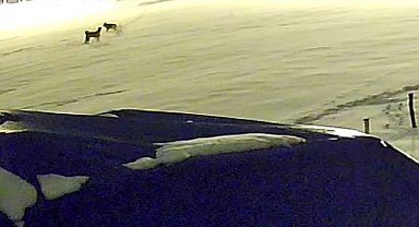 Kurtlarla dövüşen köpekten geriye postu kaldı