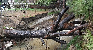 Kuşadası'nda dereye devrilen çam ağacı dere yatağını tıkadı, belediye ekipleri seferber oldu