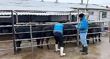 Kütahya'da ithal besilik erkek sığırlar için millileştirme çalışmaları sürüyor