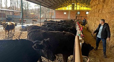 Kütahya'da teslim edilen büyükbaş hayvanların kontrol ve muayeneleri yapıldı