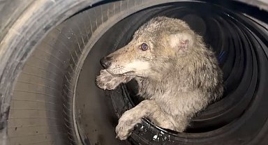 Lastikçiye giren kurt paniğe neden oldu