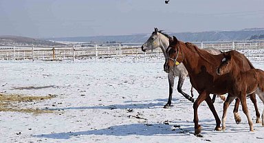 Malatya'da 2026 şampiyon adayı taylar dünyaya gelmeye başladı