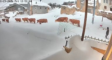 Malatya'da büyükbaş hayvanların karla mücadelesi görüntülendi