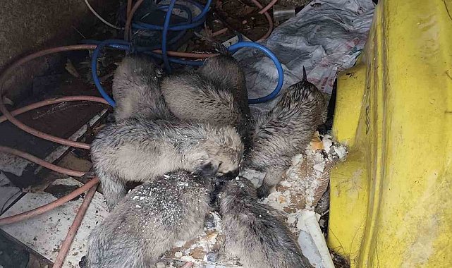 Mardin'de insanlık ölmemiş dedirten hareket: Donmak üzere olan yavruların imdadına yetişti