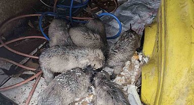 Mardin'de insanlık ölmemiş dedirten hareket: Donmak üzere olan yavruların imdadına yetişti