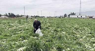 Marul toplama maliyetini karşılamayınca bedava dağıttı