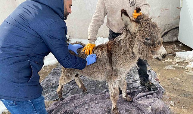 Mazıdağı Belediyesinin "sahip çıkıldı" dediği sıpa sokağa terk edildi