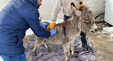 Mazıdağı Belediyesinin "sahip çıkıldı" dediği sıpa sokağa terk edildi
