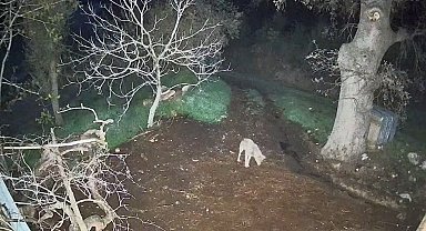 Menteşe'de kurdun saldırdığı 3 koyun telef oldu
