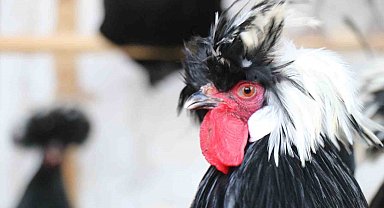Mermer fabrikasında egzotik mesai: Farklı ırklardaki tavuklar burada yetişiyor