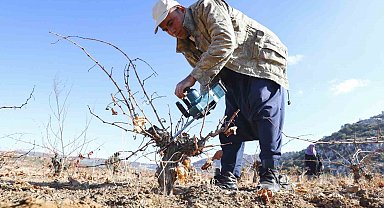 Mersin'de organik tarım desteğiyle üretim doğallaşıyor